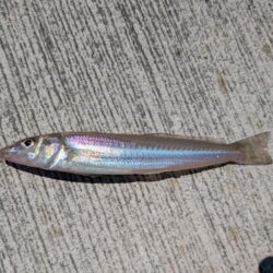 釣り場を転々と